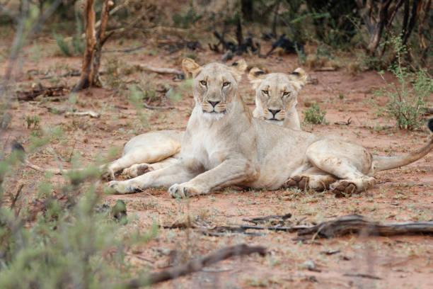 istock Lioness sisters in South Africa 666149668