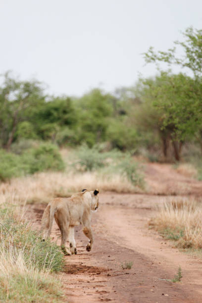 istock Lioness hunting in South Africa 666149724