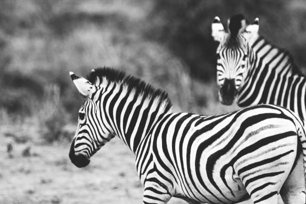 istock Two zebra in South Africa 666149800