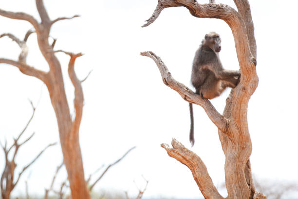istock Baboon sitting in a tree in South Africa 666149818