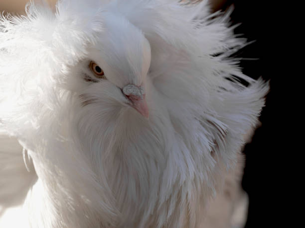 istock Jacobina pigeon portrait 666152876