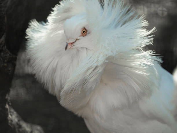 Eyes of a dove