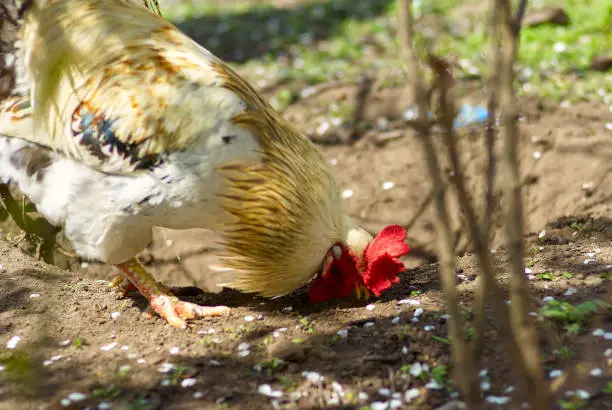 Cock feed on traditional free range poultry farm. A rooster in a farmyard, Livestock, Rural life.