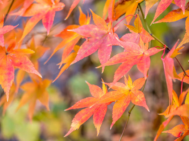 istock Japanese Maple Acer palmatum 666156426