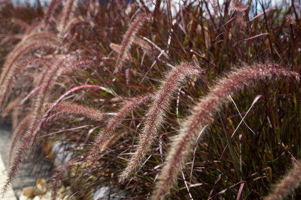 bella erba delicata coda di volpe - wild barley foto e immagini stock