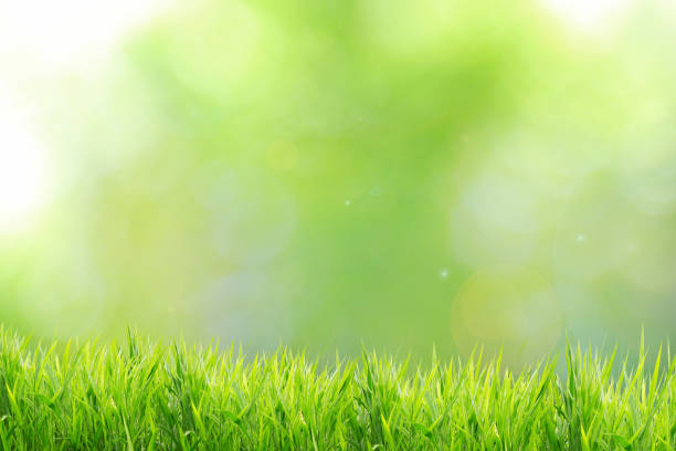 istock Spring or summer and grass field with sunlight blurred background 666181252