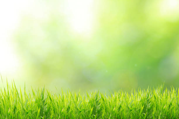 istock Spring or summer and grass field with sunlight blurred background 666181292