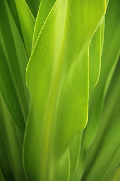 istock Natural textures and shapes 666187260
