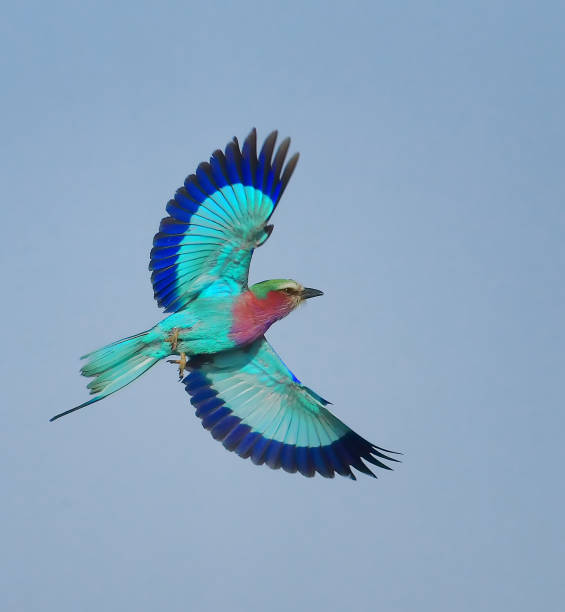 Wingspan A Lilac Breasted Roller in flight lilac breasted roller stock pictures, royalty-free photos & images