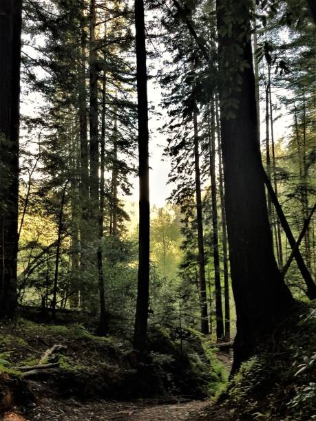 istock Silhouette of Redwood trees 666196598