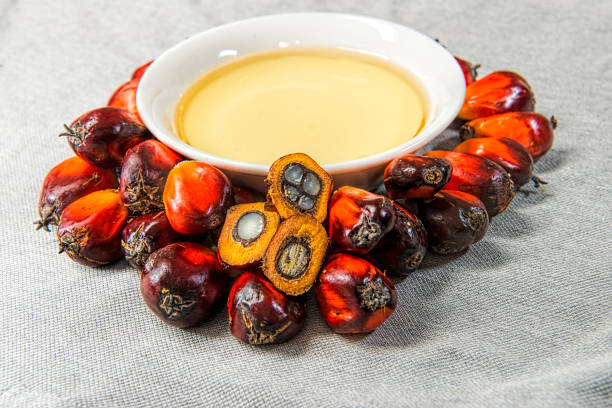 istock Fresh oil palm fruits 666196920