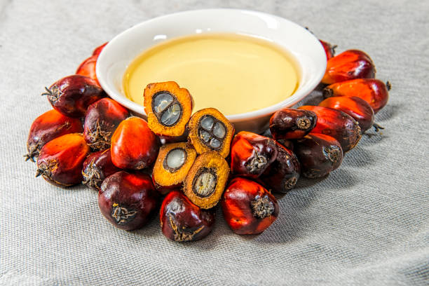 istock Fresh oil palm fruits 666196940
