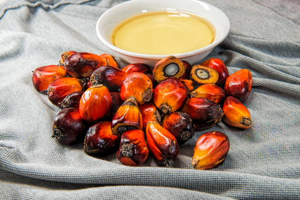 istock Fresh oil palm fruits 666196956