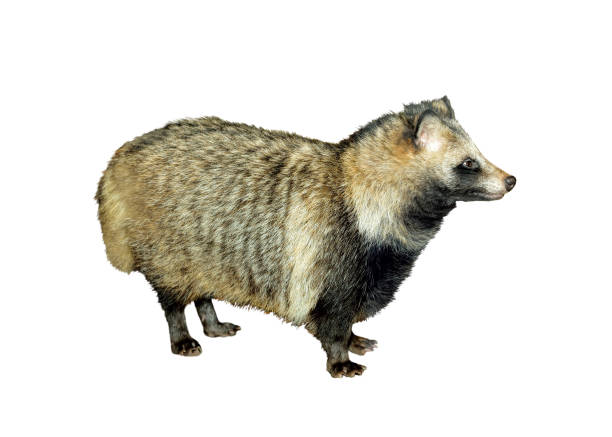 енотовидная собака (nyctereutes procyonoides) - raccoon dog стоковые фото и изображения