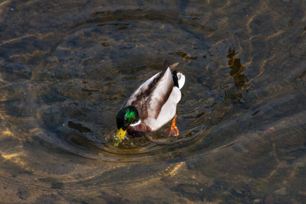 istock diving duck in clearwater or raven jumping or walking on green 666202588