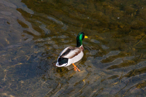 istock diving duck in clearwater or raven jumping or walking on green 666202626
