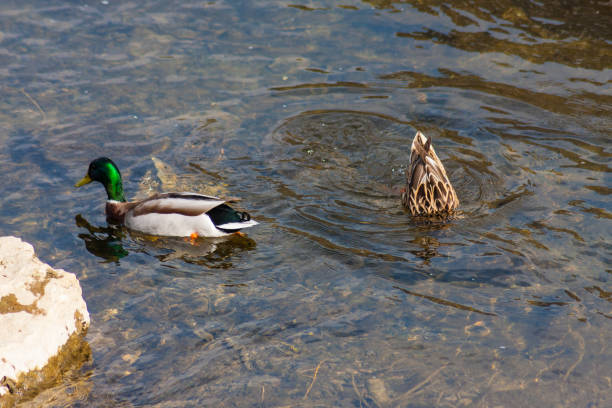istock diving duck in clearwater or raven jumping or walking on green 666202664