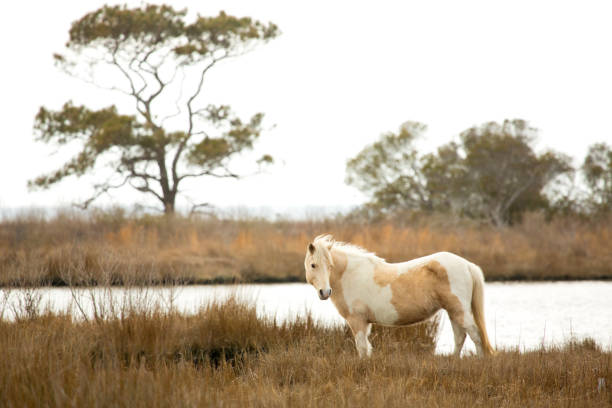 Wild horse stands in marsh grasses on Assateague Island, Maryland. One of the wild horses at Assateague Island National Seashore in eastern Maryland, USA, an older mare, stands in marsh grasses at the edge of a saltwater inlet of Petuxent Bay. assateague island national seashore photos stock pictures, royalty-free photos & images