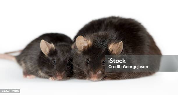 Obese Mouse In Laboratory Stock Photo - Download Image Now - Black Color, Fat - Nutrient, Mouse - Animal