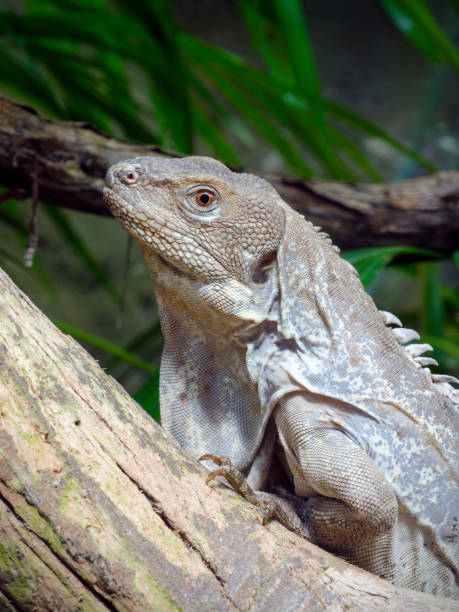 istock Guatemalan spiny-tailed iguana, Ctenosaura palearis 666211496