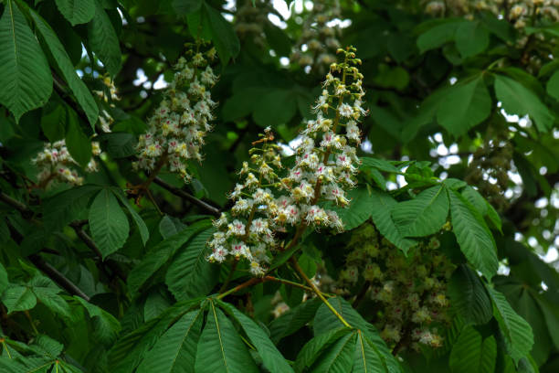 istock The blossoming chestnut. City. 666214144