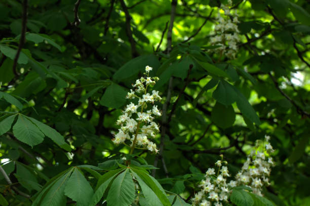 istock The blossoming chestnut. City. 666214246
