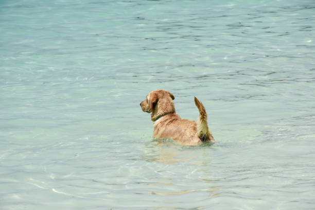 istock Dog swimmimg at sea. 666214380