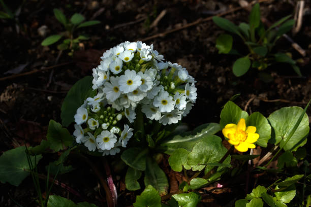 istock Petunia flower. Spring garden. 666214402