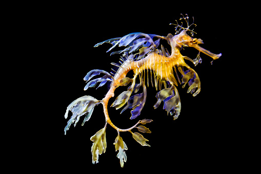 Colorful leafy sea dragon