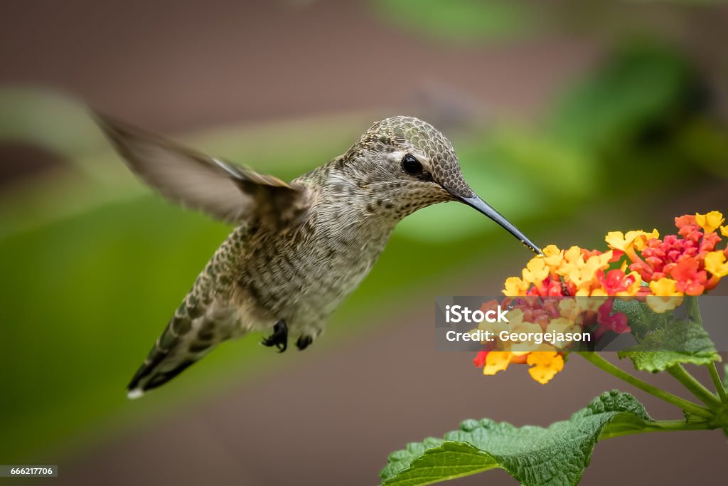 Hummingbird flying hummingbird, Southern California Animal Body Part Stock Photo