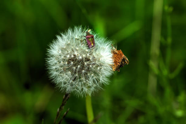 istock Blowball. Field flower. 666217754