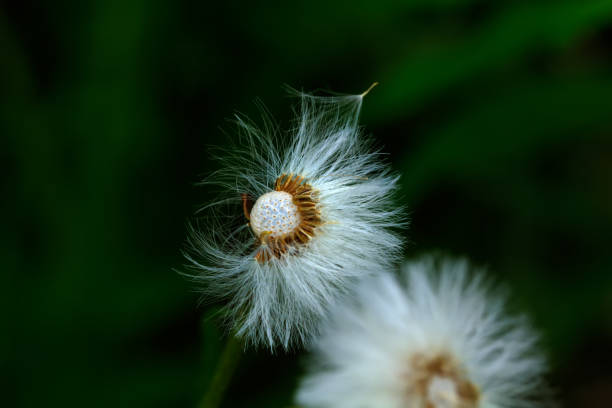 istock Field flower. Coltsfoot. Blowball. 666217948