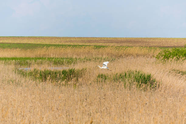 istock Abstract rural scenery in spring, with infinite horizon, bright colors, along natural lake with reed plants 666223640