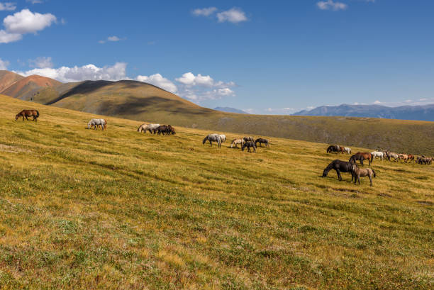 istock mountain horses pasture highlands 666226336
