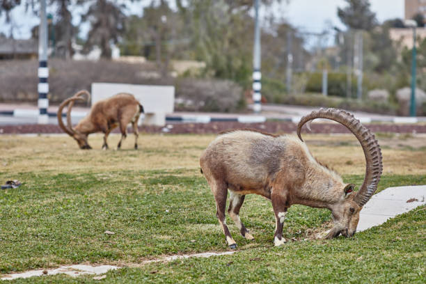 istock Ibex in Mitzpe Ramon, Israel 666226996