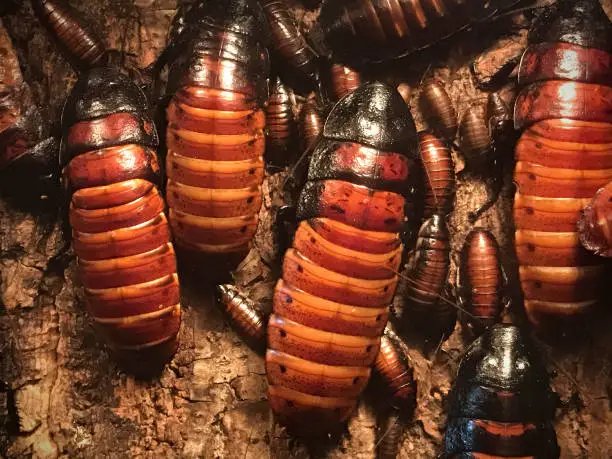 Photo of Madagascar hissing cockroach, Gromphadorhina portentosa