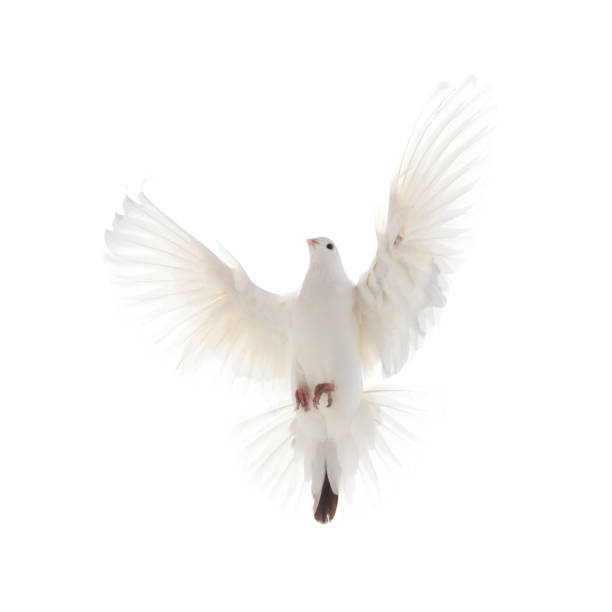 istock A free flying white dove isolated on a white background 666229398