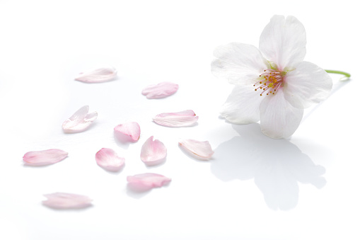 Japanese cherry blossom and petals on white