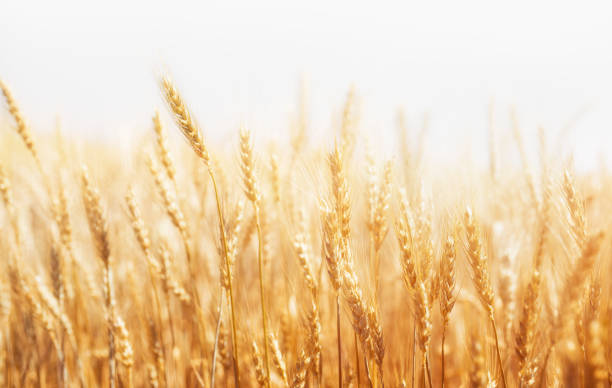 白い背景の上のライ。収穫。 - 穀物 ライムギ ストックフォトと画像