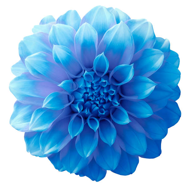 istock Dahlia light blue  flower ,variegated flower, white background isolated  with clipping path. Closeup. with no shadows. for design. 666232178