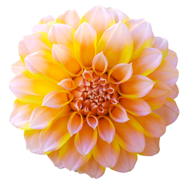 istock Dahlia light yellow  flower ,variegated flower, white background isolated  with clipping path. Closeup. with no shadows. 666232208