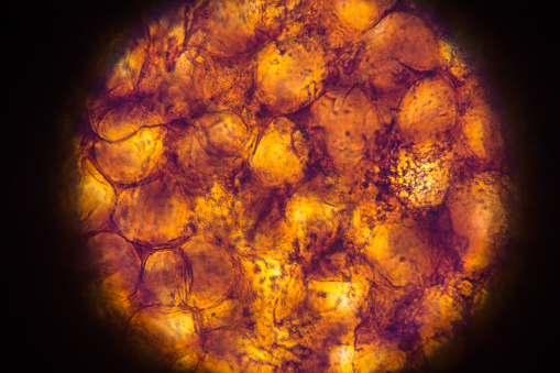 célula adiposa en microscopio photo