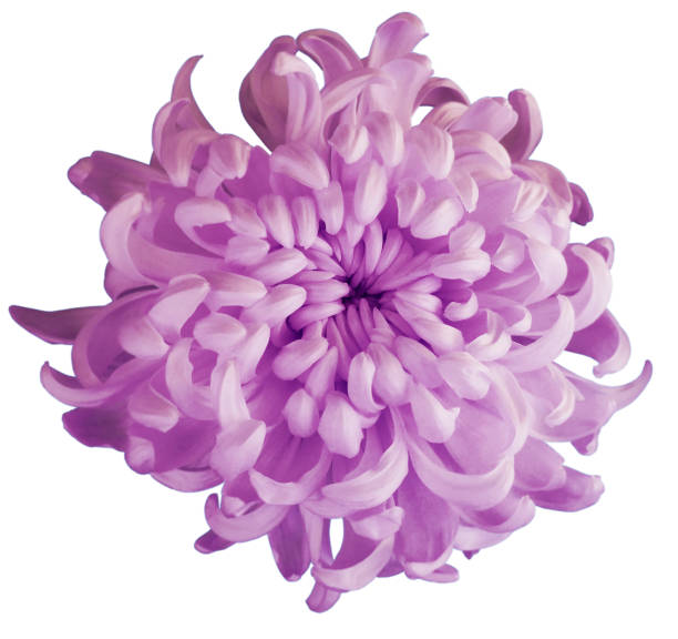 istock Chrysanthemum pink flower  isolated  with clipping path on a white background. Beautiful chrysanthemum dark pink center. 666241810
