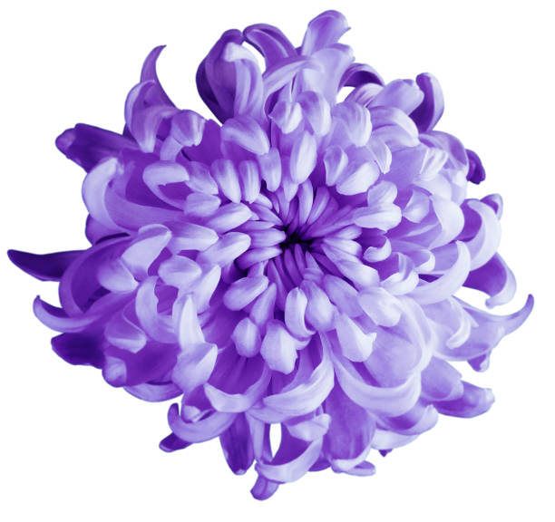 istock Chrysanthemum violet flower  isolated  with clipping path on a white background. Beautiful chrysanthemum dark violet center. For design. Closeup. 666241892