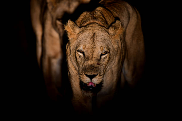 istock Lions of South Luangwa 666242078