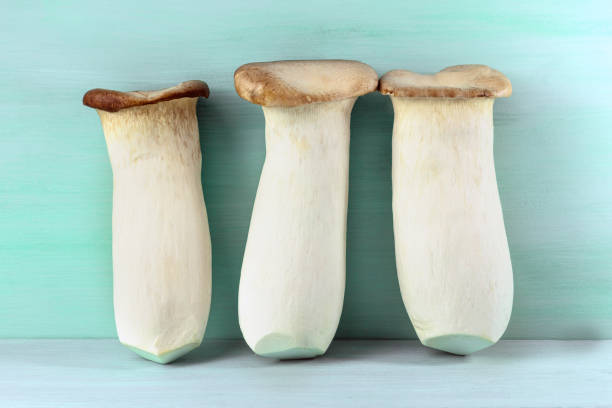istock King trumpets, edible mushrooms, on teal background 666242190