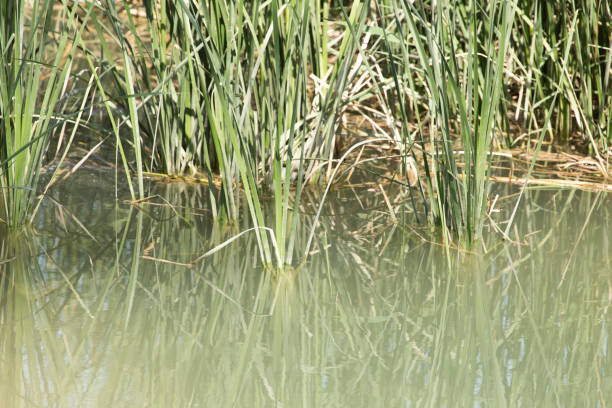 istock green reeds in nature 666242342