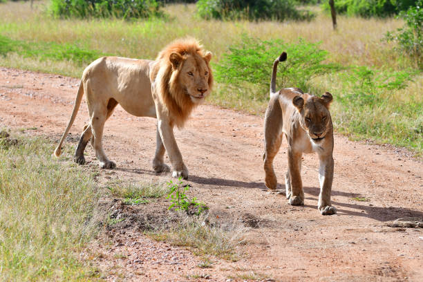 istock Lions of South Luangwa 666242756