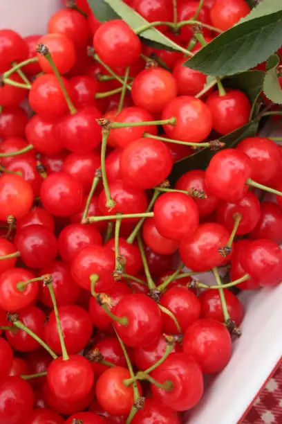 Cherries de Montmorency - Picking