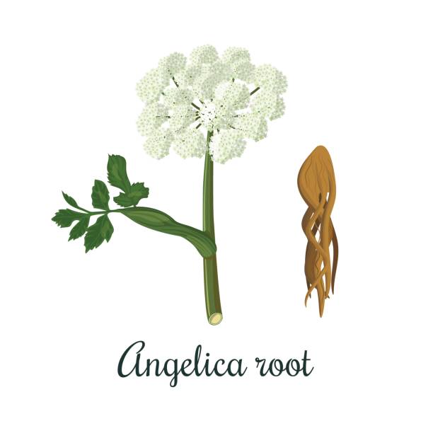 angelica sinensis, archangelica lub dong quai, lub żeński żeń-szeń. kwiat i korzeń. do kulinarnych, alkoholowych - angelica stock illustrations